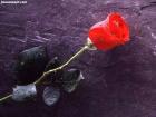 الصورة الرمزية jamool